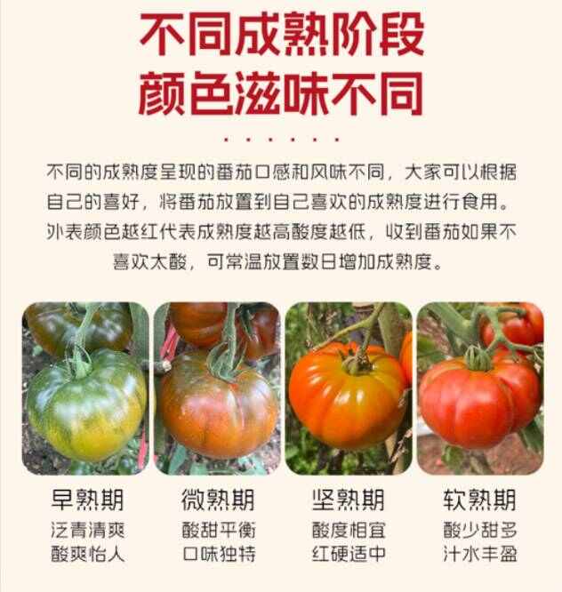 【爆品回归】1980浓汤番茄 | 老品种蕃茄，炒菜超绝，顺丰