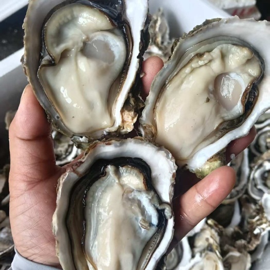 湛江湛江本地三倍体！2.5+4.5一斤3+4.8一斤