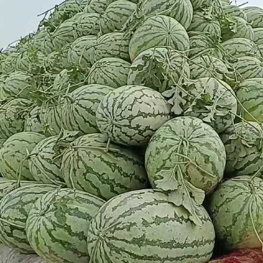 忻州山西忻州西瓜，大田西瓜，还有大棚麒麟无籽西瓜