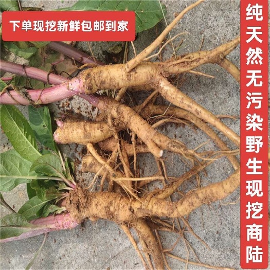 新鲜商陆根萝卜