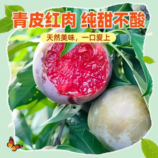 翁源县广东韶关新鲜三华李现摘现发翁源县优质李子果品批发零售代发