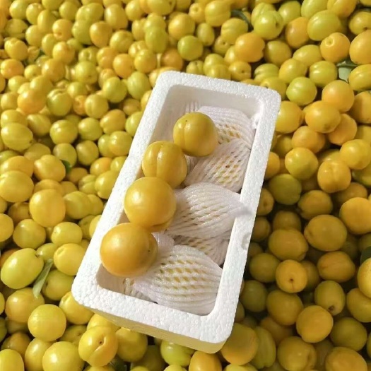 蒙阴县沂蒙山珍珠油杏大量有货