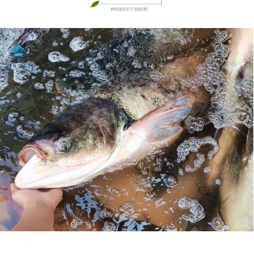 广东水库鱼新鲜白鲢鱼批发供应