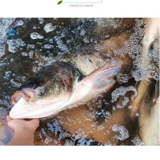 佛山广东水库鱼新鲜白鲢鱼批发供应