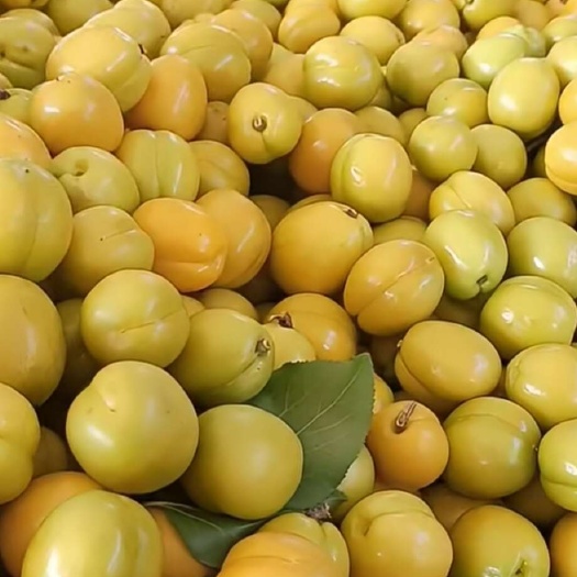沂南县沂蒙山珍珠油杏，优质产品。