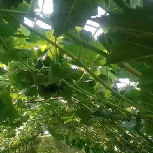 西昌市西昌阳光玫瑰产区礼州现有80亩丰产阳光玫瑰园因有急事带果转让