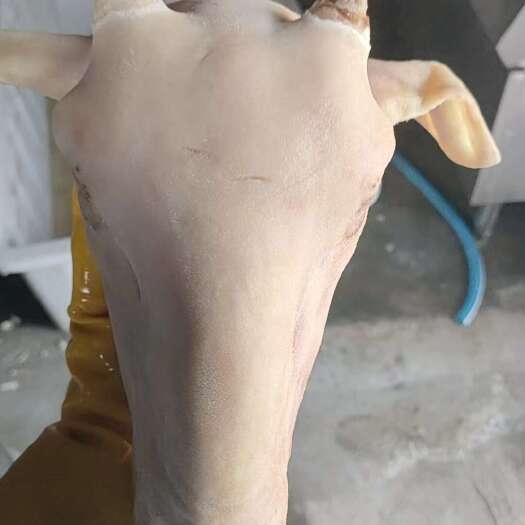 商河县羔羊羊头