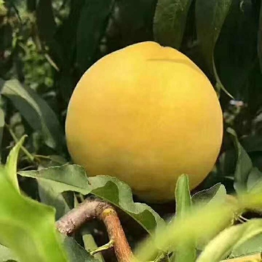 早黄桃