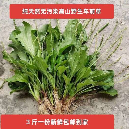 通城县车前草新鲜