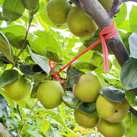 江华县湖南江华翠冠梨