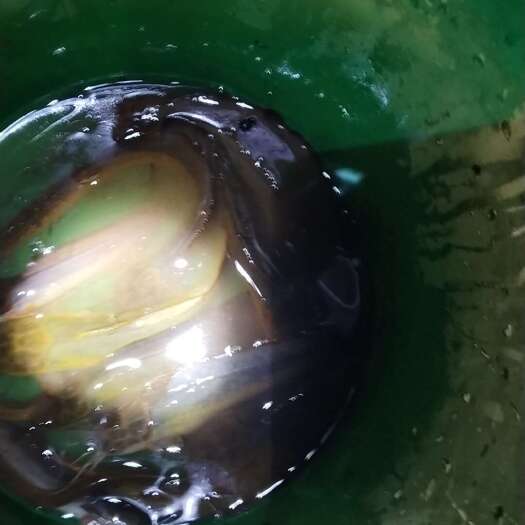 三黄塘虱鱼苗
