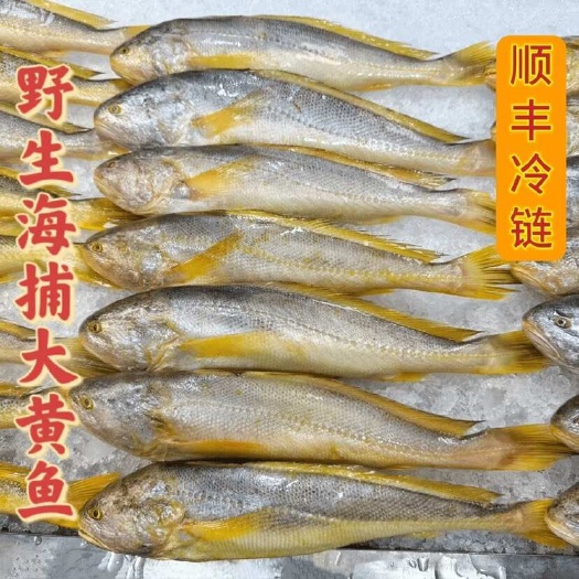 宿迁78元到手10条缅甸海捕大黄鱼150g*200g/条*10