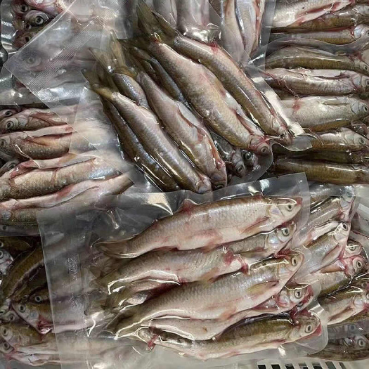 湖州白条青稍冰鲜