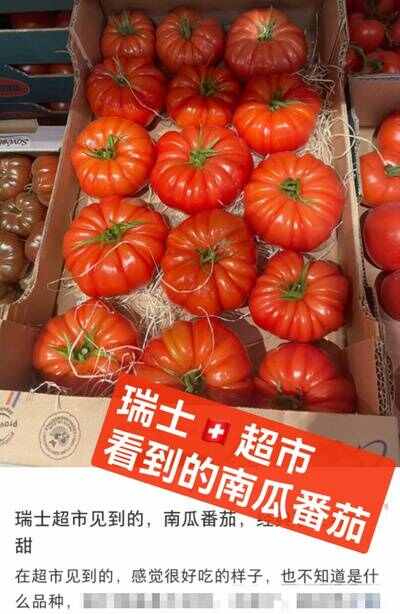【爆品回归】1980浓汤番茄 | 老品种蕃茄，炒菜超绝，顺丰