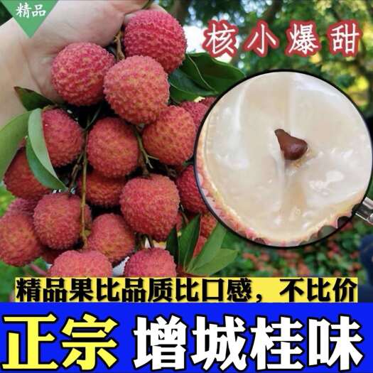 广州增城原产+正综桂味，桂花芳香，荔枝顺丰包邮，可批发
