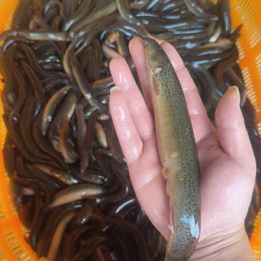 漯河土青鳅 圆鳅