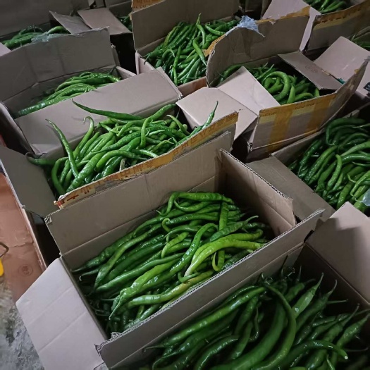 兴义市线椒8号，有辣味。螺丝椒，微辣