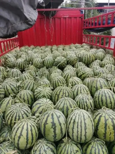绵阳西瓜