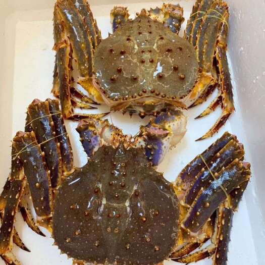 活鲜帝王蟹