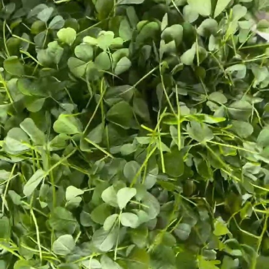 金花菜