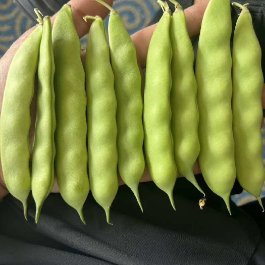 哈尔滨东北一点红 小油豆 架豆王