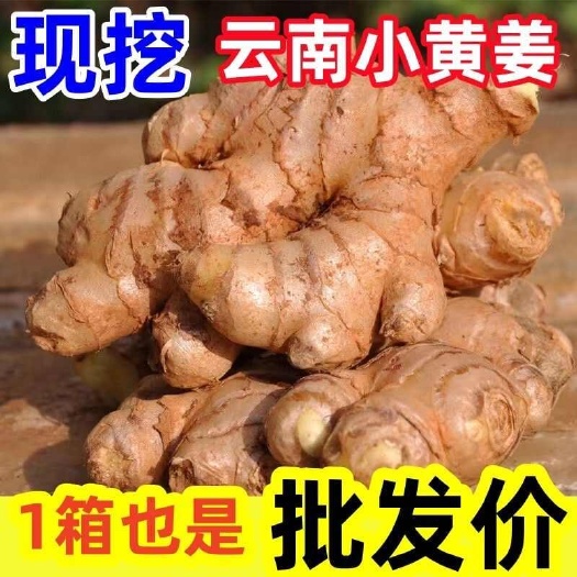 马关县五柯云南老姜带土新鲜生姜小黄姜批发农产品直供市场工厂食堂足疗