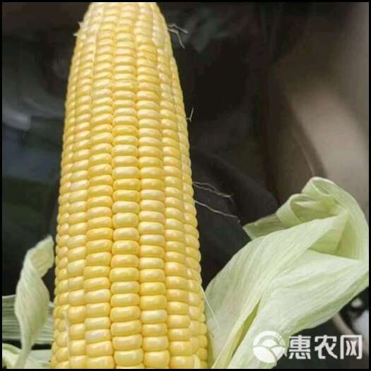 鹿寨县甜玉米一批上市，现货随要随摘，种植户地头发货