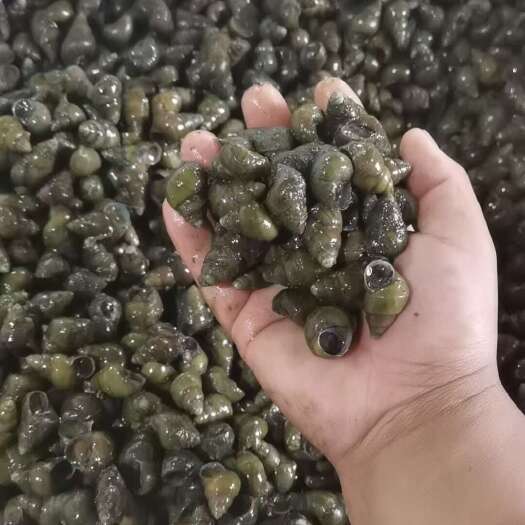 兴化市江苏清水螺蛳，精品食用螺蛳量大从优