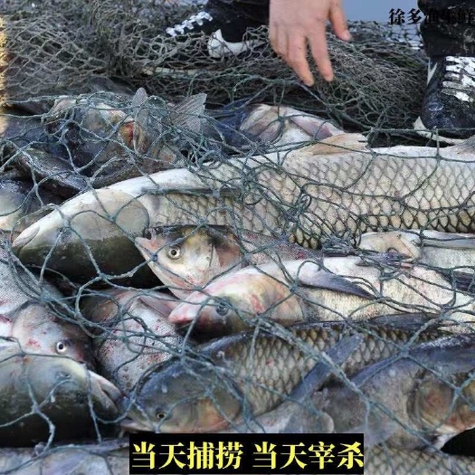 广东万 绿湖新鲜草鱼批发 支持整车发货（可根据要求宰杀）