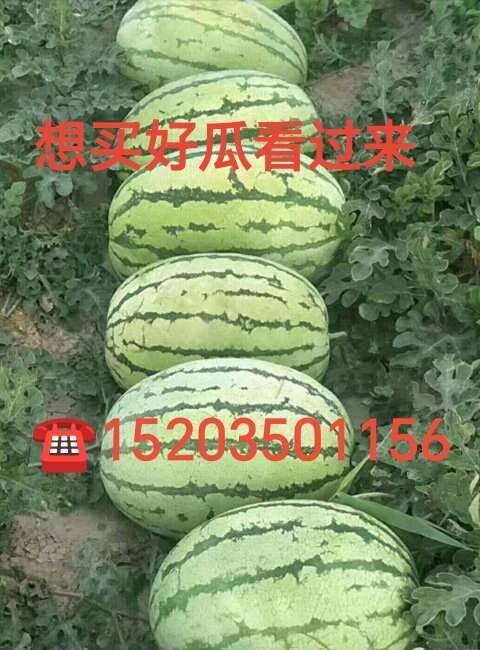 忻州山西忻州西瓜即将大量上市，品种有京欣，美都，甜王，皮薄大红壤