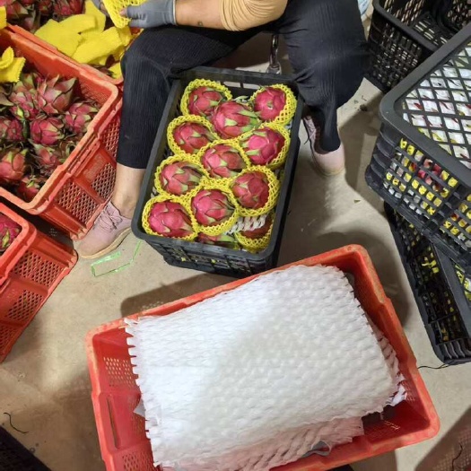 景洪市云南版纳产区红心火龙果 大红 桂红龙 支持一件代发