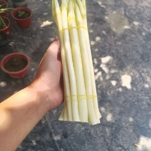 安新县藕带