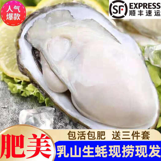 极速发货正宗乳山生蚝鲜活生蚝牡蛎带壳海蛎子海鲜水产贝类一整箱