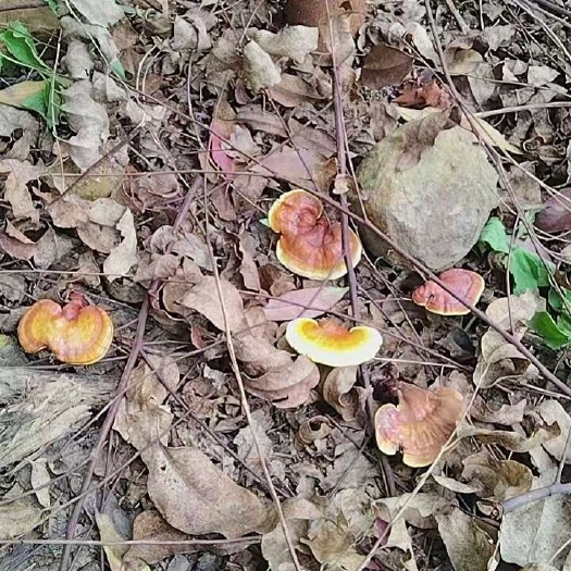 凌云县黄灵芝