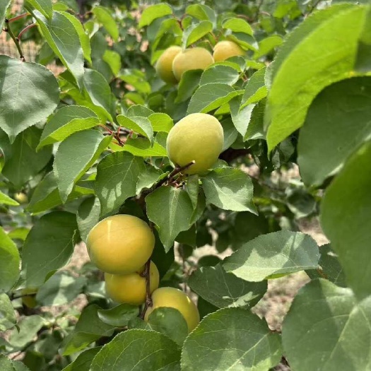 临猗县荷来香蜜杏
