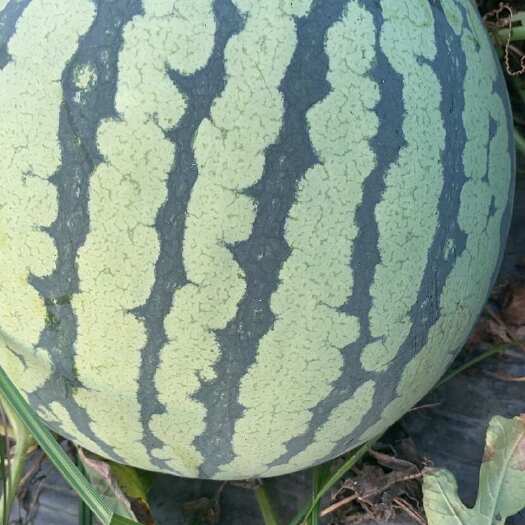 大量上市头茬西瓜，欢迎量大的客户前来采购