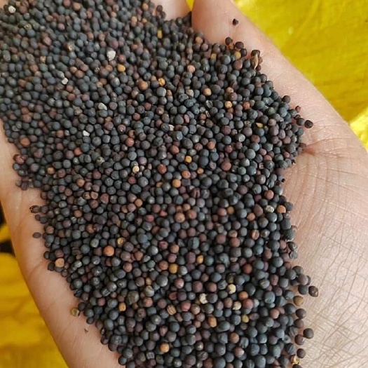 都匀市油菜籽