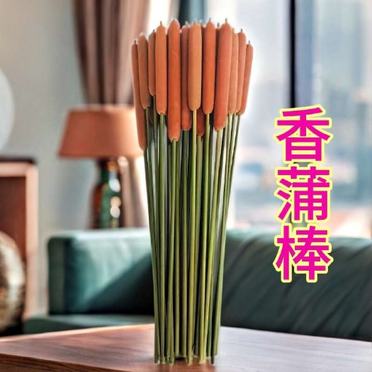 凤阳县新货香蒲毛蜡烛水生植物蒲绒摆件新鲜蒲棒