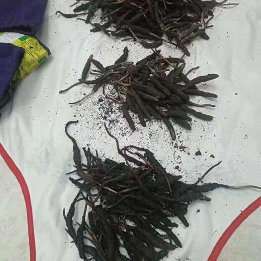 理县出售阿坝州虫草