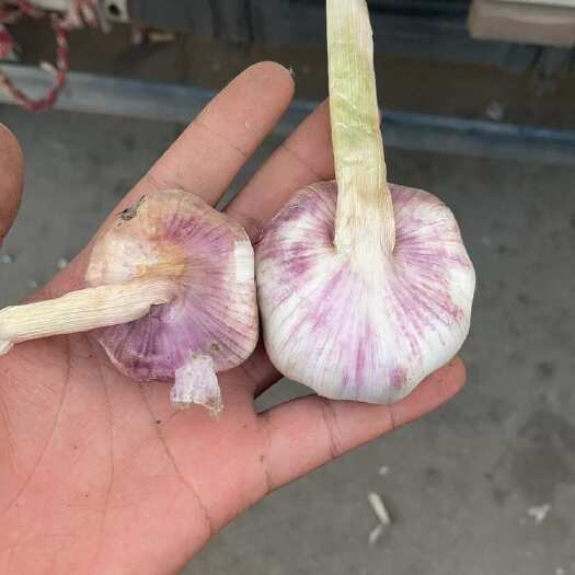 邳州市邳州脱水，蒜米料，印尼，中大混级，各种规格紫皮大蒜全国发货