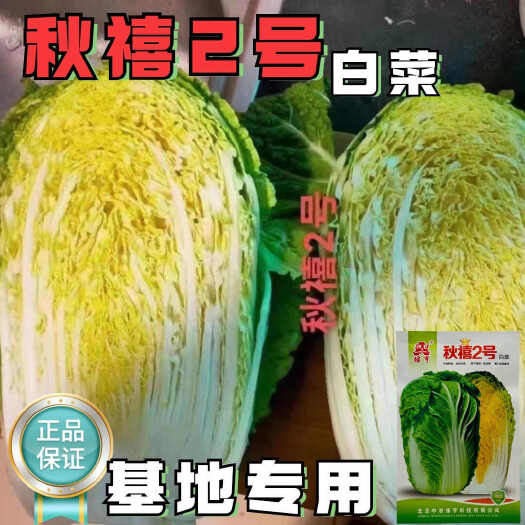沭阳县秋禧二号大白菜种子正宗中熟高产抗病黄心大白菜种籽大田基地专用
