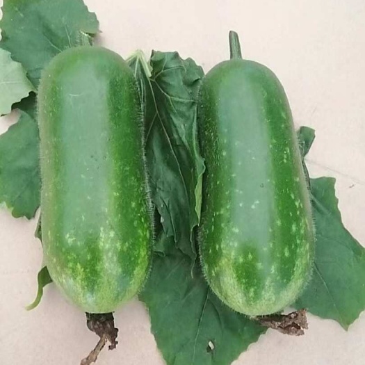 毛节瓜早熟