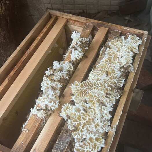广东广州优质龙眼蜜 天然营养蜂蜜