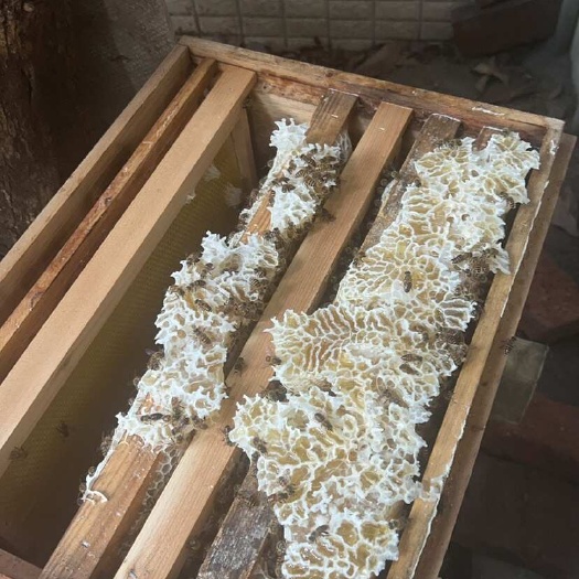 广州广东广州优质龙眼蜜 天然营养蜂蜜