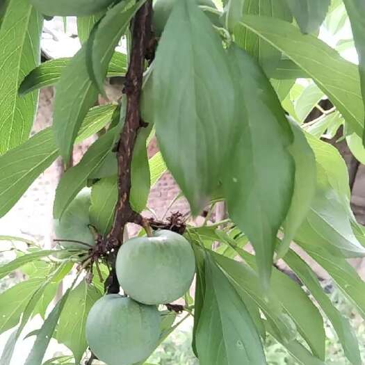 宣汉县庙安脱骨青脆李，欢迎老板来采购。