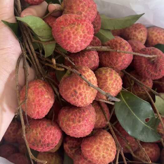 东莞市广东东莞新鲜糯米糍荔枝 精品热带水果现摘现发