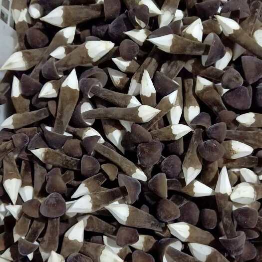 江华县新鲜黑皮鸡枞菌 人工种植5~7cm精品食用菌