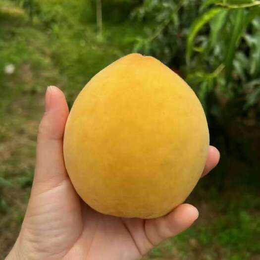 溆浦县黄桃，锦绣黄桃。马上上市