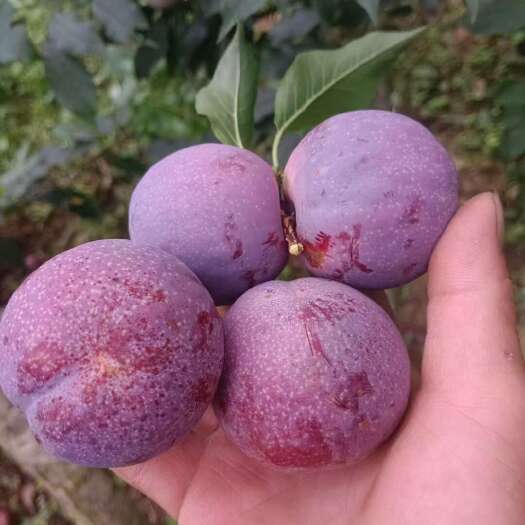 广东信宜三华李，红心李，酸甜可口，新鲜现摘现发，多汁脆口水果