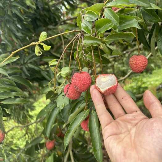 惠州广东惠州镇隆果园桂味荔枝，个头大，汁水多，甜度高